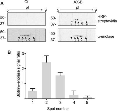 Amoxicillin Haptenation of α-Enolase is Modulated by Active Site Occupancy and Acetylation
